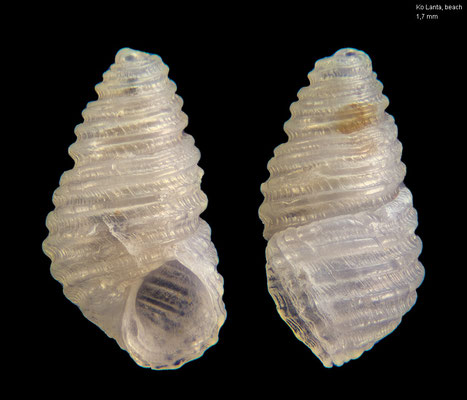Oscilla spec. 1 - Thailand, Ko Lanta, Bakantian Beach 2016
