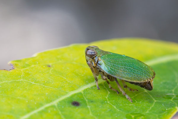 Issus species - Kroatien, Cres, Martinscica, Camp Slatina 6/2017 (Käferzikade ohne Artnamen)