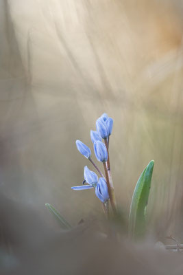 Scilla bifolia - Mörsfeld, Waldrand 3/2022 (Blaustern)