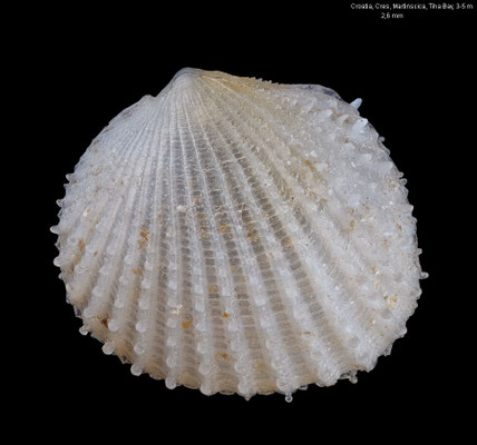 Acanthocardia tuberculata (juvenil) - Croatia, Cres, Martinscica, Tiha Bay, dredged in sand 5-6 m 6/2017
