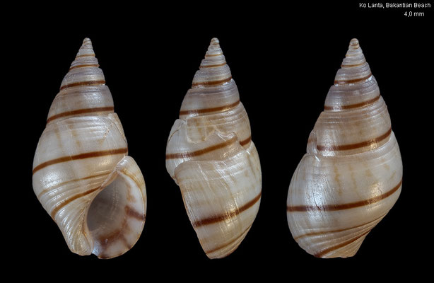 Hinea inepta - Thailand, Ko Lanta, Bakantian Beach 7/2016