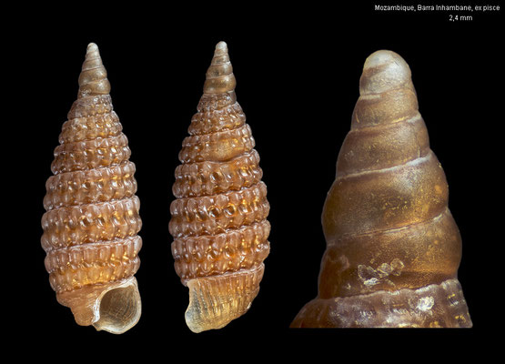 Horologica cf. minareta - Mozambique, Barra Inhambane, ex pisce 8/2003
