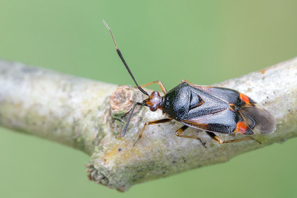 Deraeocoris ruber - Ober-Olmer Wald, Lichtung 6/2018 (Rote Weichwanze)