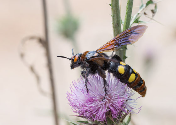 Megascolia maculata - Kroatien, Losinj, bei Osor 6/2014 (Gelbköpfige Dolchwespe)