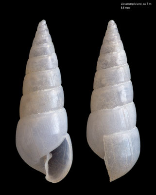 Agatha spec. 1 - Papua New Guinea, Lissenung Island, ca. 5 m 12/2012