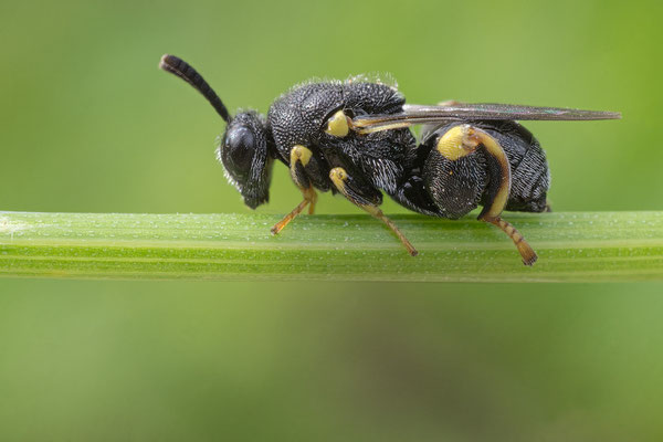 Brachymeria spec. - Zornheim, Garten, in Efeu 5/2021 (eine Erzwespe)