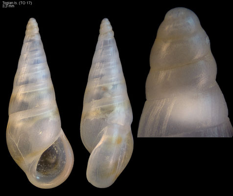 Zebina spec. 2 - Indonesia, Gulf of Tomini, Kep. Togian, Batudaka Is. 10/2010