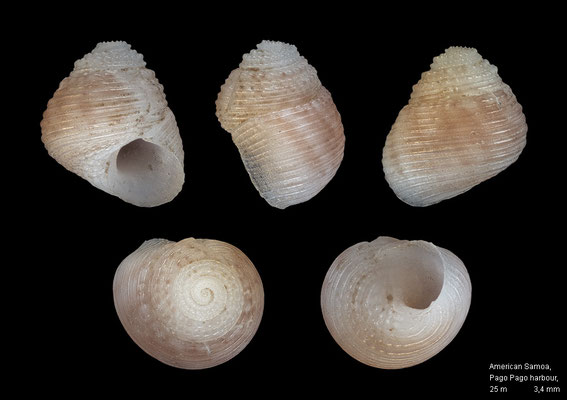 Collonista spec. 5 - American Samoa, Pago Pago harbour, 25 m 6/2003