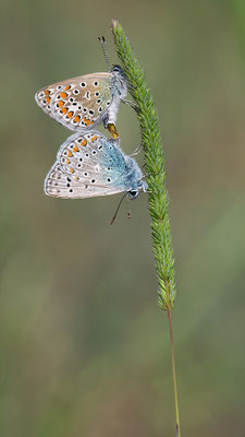 Polyommatus icarus - Mainz, Düne 5/2016 (Hauhechel-Bläuling)