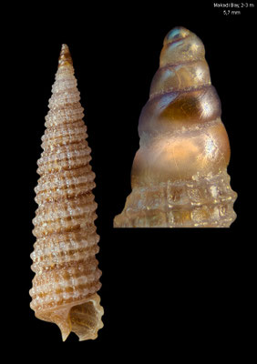 Costulopsis cf. poppearum - Egypt, Makadi Bay, 2-3 m 12/2013