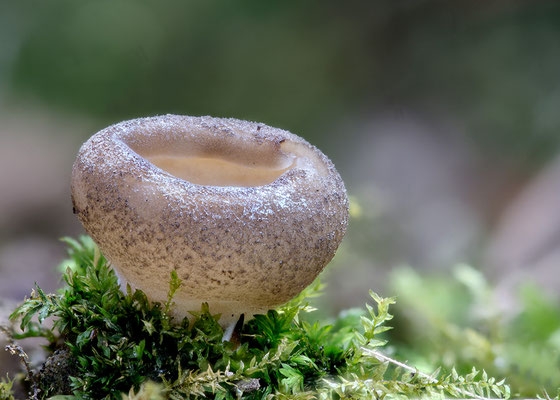Calyptella capula - Zornheim, Garten, unter Eibe 3/2017 (Mützenförmiger Schüsselschwindling)