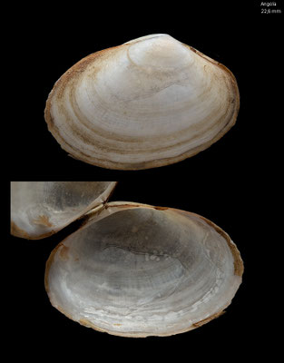 Tellina spec. 5 - Angola - ca. 2008 