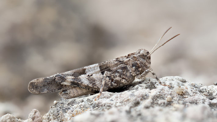 Oedipoda caerulescens - Siefersheim, Höll-Martinsberg 7/2022 (Blauflügelige Ödlandschrecke)