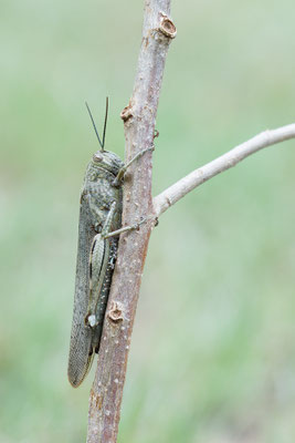Anacridium aegyptium - Narbonne-Plage, Massif de la Clape 5/2016 (Ägyptische Wanderheuschrecke)