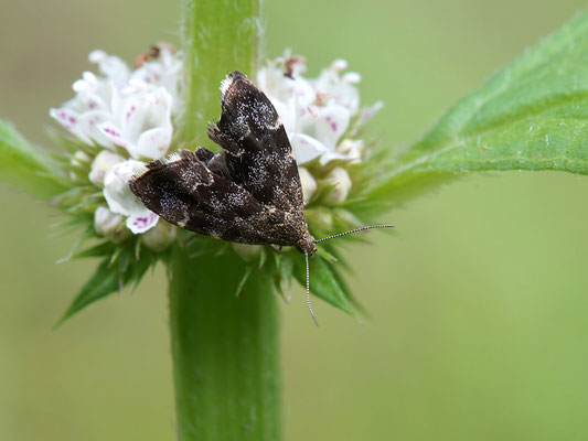 Anthophila fabriciana - Kirchheim-Bolanden 8/2013 (Fam. Spreizflügelfalter)