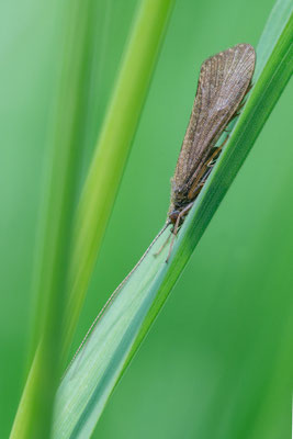 Hydropsyche spec. - Sörgenloch, Selz 5/2016 det.: Dank an David Tempelmann