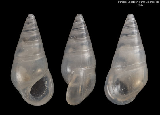 Zebina sloaniana - Panama, Caribbean, Guna Laya province, Cayos Limones, 2 m 1/2020