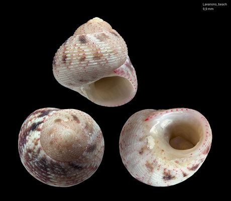 Denticallosia albobrunnea - Madagascar, south, Lavanono, beach 2018