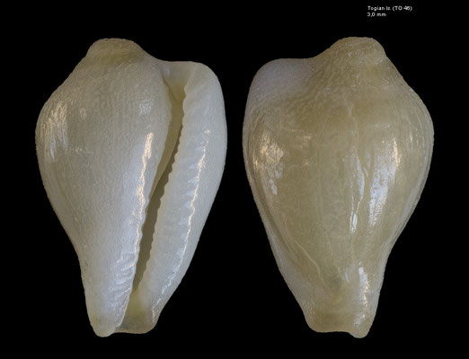 Alaerato mactanica - Indonesia, Togian Is., ca. 14 m, 10/2010