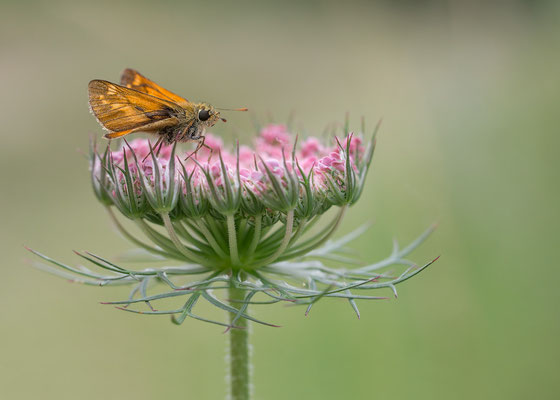 Ochlodes sylvanus - Zornheim, Flügelsbach 7/2014  (Rostfarbiger Dickkopffalter)