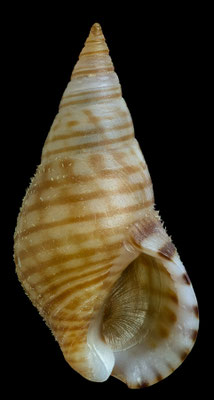 Hinea punctostriata - Safaga, low tide 2/1994