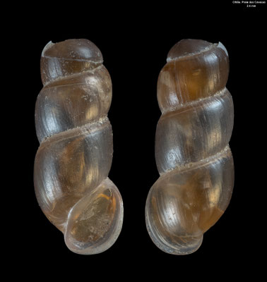 Truncatella subcylindrica - Portugal, Olhão, Praia dos Cavacos 11/2023