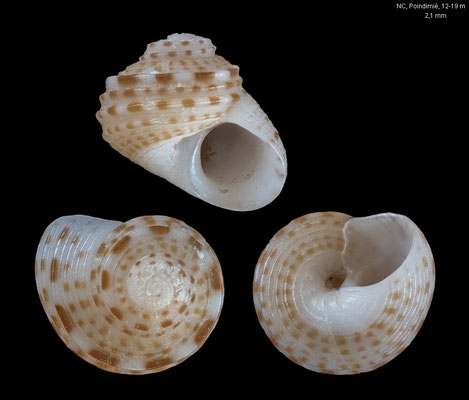 Collonista alta - New Caledonia, off Poindimiè, 12-19 m 11/2019