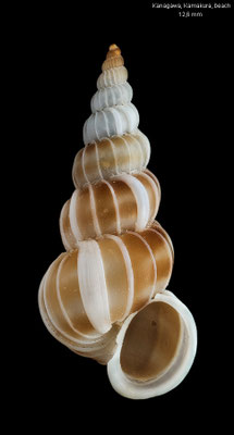 Epitonium auritum - Japan, Kanagawa, Kamakura, washed up 6/2021