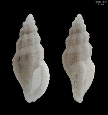Pseudorhaphitoma uncicostata - Egypt, Safaga, 1-2 m 12/2013