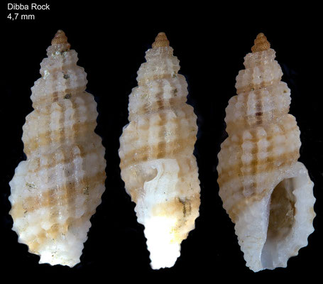 Kermia caletria - UAE, Dibba Rock, 3 m 2/2014 