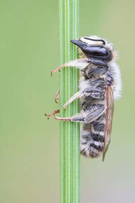 Megachile cf. ericetorum - Zornheim, Garten 7/2017 (ev. Platterbsen-Mörtelbiene) 