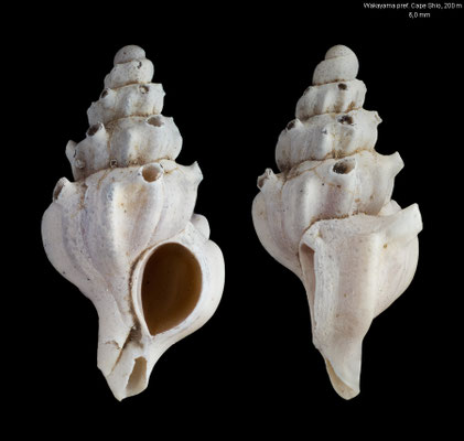 Siphonochelus japonicus - Japan, Wakayama prefecture, Cape Shio, 200 m 10/1996