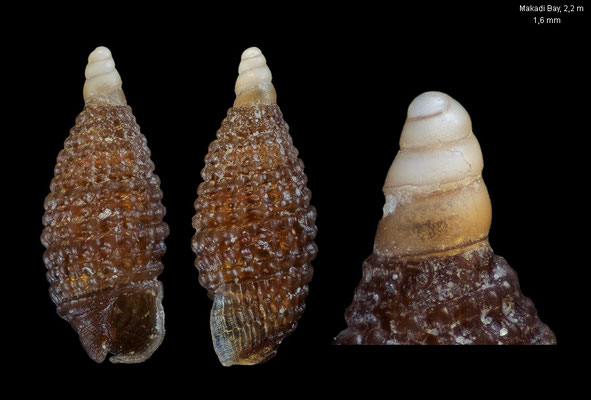 Joculator cf. ferrugineus - Egypt, Makadi Bay, 2-3 m 12/2013