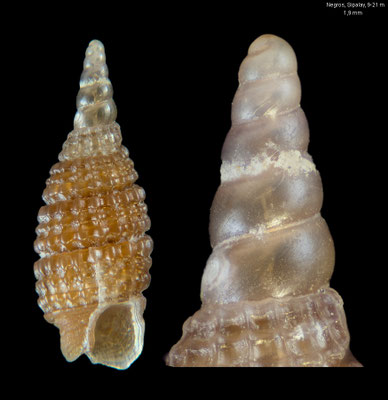 Joculator simulans - Philippines, Sipalay, 9-21m 3/2018