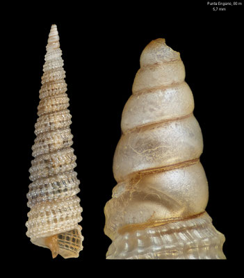 Clathropsis pulchella - Philippines, Mactan Is., Punta Engano, 80 m 3/2003