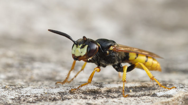 Philanthus triangulum - Alzey, RFK 8/2021 (Bienenwolf)
