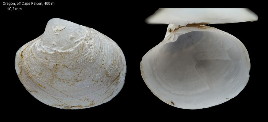Compsomyax subdiaphana - USA, Oregon, off Cape Falcon, 42°25'N, ??  400 m on clay mud, 1994 (Veneridae)