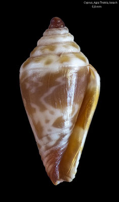 Conus ventricosus (juvenil) - Cyprus, Agia Thekla, beach 4/2018 (Conidae)