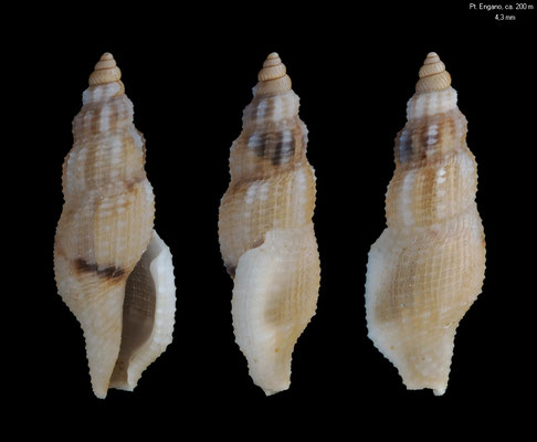 Daphnella spec. 1 - Philippines, Mactan Is., Pt. Engano, ca. 200 m 12/2010