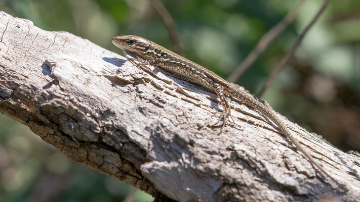 Podarcis muralis - Mainz, Düne 10/2015 (Mauereidechse, jung)
