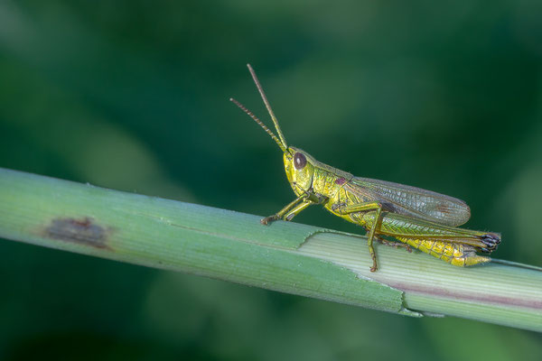 Chrysochraon dispar ♂ - Zornheim, Flügelsbach, Schilf 8/2017 (Große Goldschrecke)