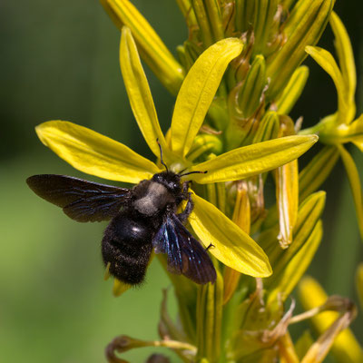 Xylocopa violacea - Zornheim, Garten, Junkerlilie  5/2019 (Blaue Holzbiene)