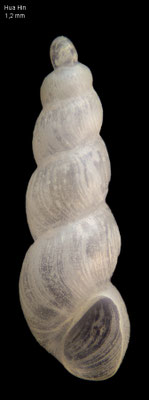 Bacteridium spec. 1 - Thailand, Hua Hin 3/1996