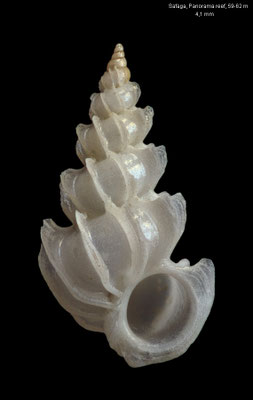 Epitonium cf.  adjunctum - Egypt, Safaga, Panorama reef, 59-62 m 10/2015