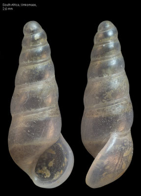 Eulima spec. 38 - South Africa, Umkomaas, 120-150 m 2016 