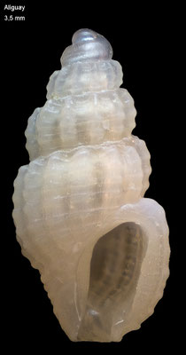 Stosicia spec. 1 - Philippines, Aliguay Is. 2004 
