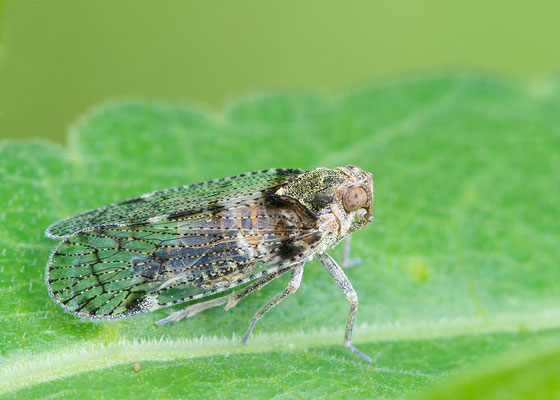 Cixius cf nervosus - Zornheim, Garten 6/2016 (Gemeine Glasflügelzikade)