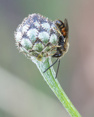 Lasioglossum calceatum - Zornheim, Selzer Berg 6/2015 (Gewöhnliche Schmalbiene)