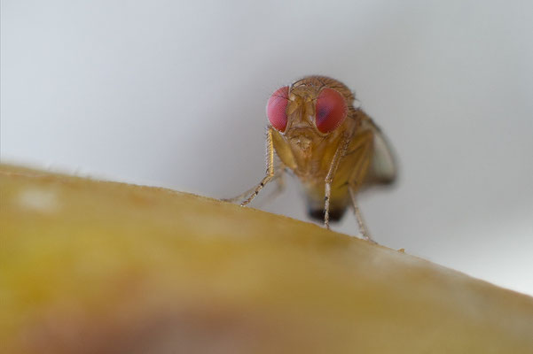 Drosophila suzukii - Zornheim, Garten, an Birne 9/2018 (Kirschessigfliege)
