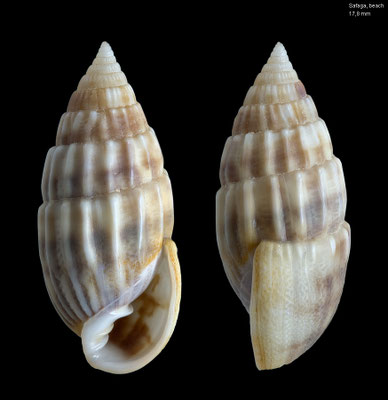 Otopleura mitralis - Egypt, Safaga, beach 2/1994